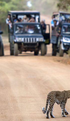 Aerial view of surfers near Hikkaduwa beach. Hikkaduwa, Sri Lanka.