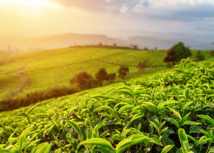 07e0e4ada2a95fe762d336737d3e4f1249a5f9c2