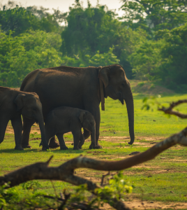 2c515bdd564be6966c0b601fad80713328032c8c