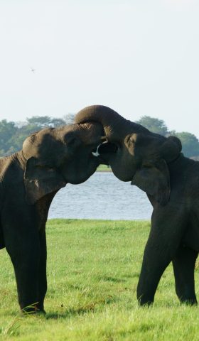 Two,Elephants,Playfully,Interacting,In,The,Soft,Evening,Light,At