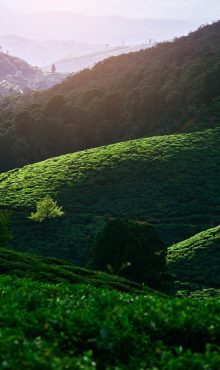 Landscape,Of,A,Tea,Plantations,In,Beautiful,Destination,In,Nuwara
