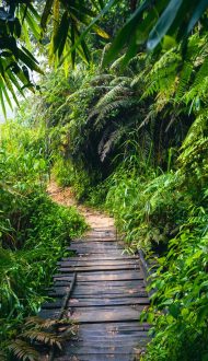 Sri,Lanka,Rainforest.,Path,In,The,Jungle.,Sinharaja,Forest,Reserve,