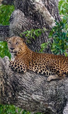 Sri,Lankan,Leopard,At,Yala,National,Park