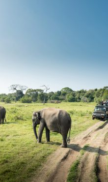 wild-elephants-beautiful-landscape-sri-lanka